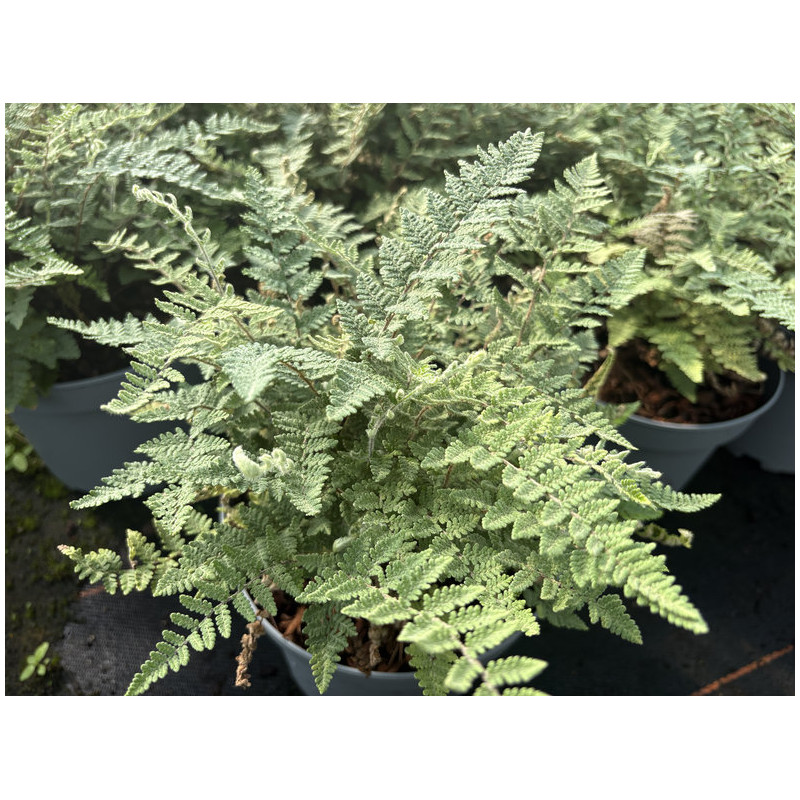 Cheilanthes lanosa - Fougère laineuse