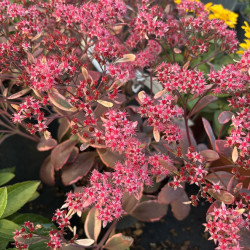 Sedum 'Sunsparkler Dream Dazzler'