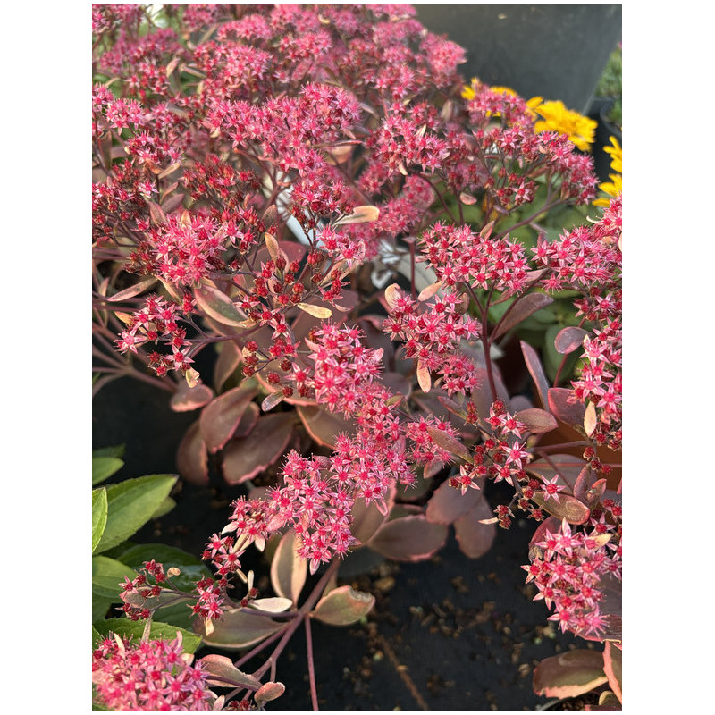 Sedum 'Sunsparkler Dream Dazzler'