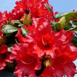 Rhododendron ‘Baden-Baden’