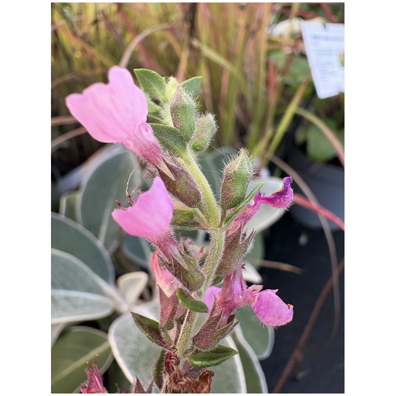 Teucrium chamaedrys 'Rose petit chêne'