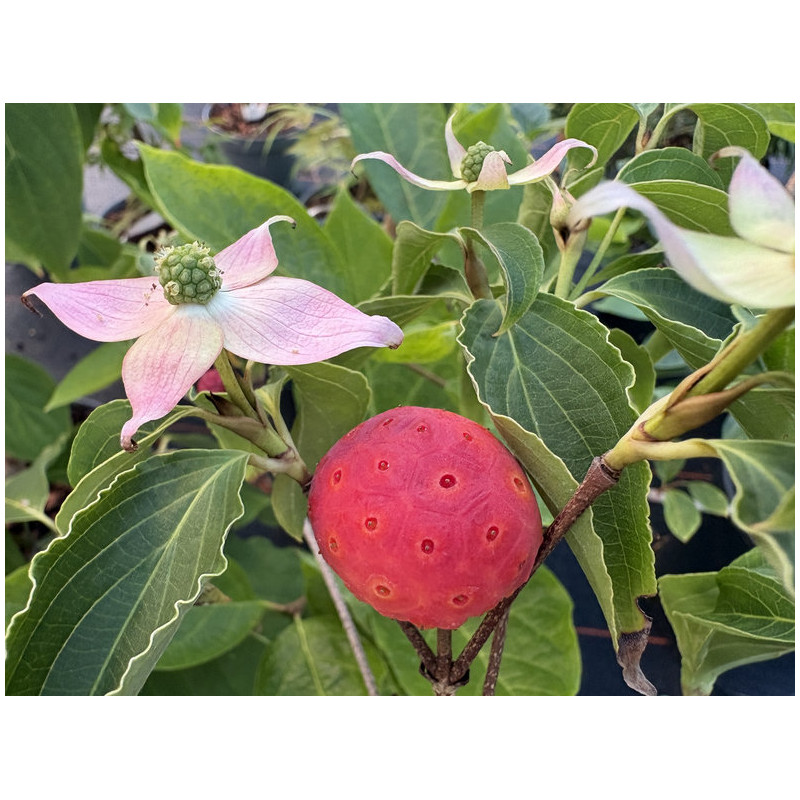Cornus kousa ‘Beni Fuji’ - cornouiller du Japon