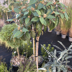 Viburnum x burkwoodii 'Eskimo'