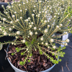 Phylica ericoides