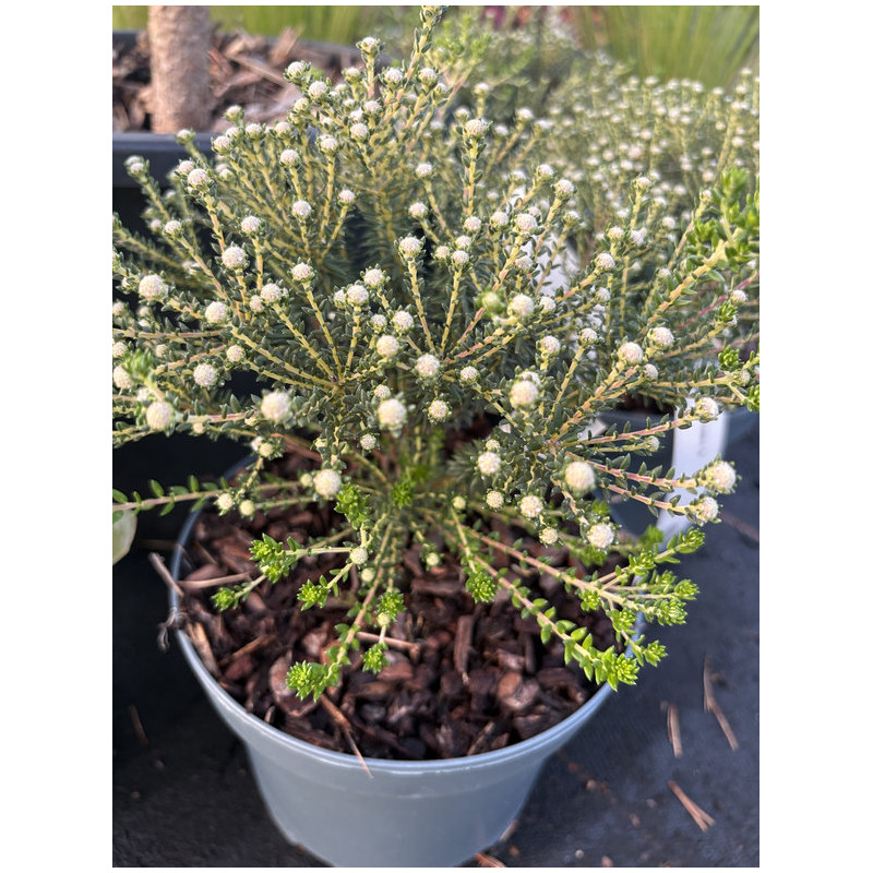 Phylica ericoides