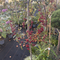 Malus 'Royal Beauty'