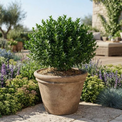 Myrtus communis 'Nana' - Myrte commune