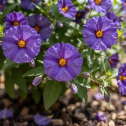 Solanum rantonnetii - faux jasmin bleu