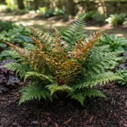 Dryopteris erythrosora - Fougère rose cuivré