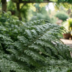Nephrolepis exaltata 'Arctic Jungle' - Fougère de Boston