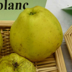 Malus domestica 'Calville blanc d'hiver'