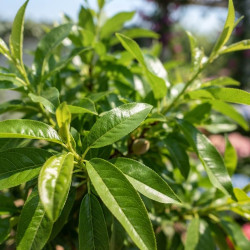 Prunus amygdalus 'Nut Me' ® Avijor - Amandier nain