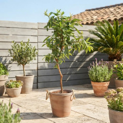 PRUNUS AMYGDALUS 'NUT ME' ® AVIJOR - AMANDIER NAIN