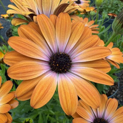 Osteospermum 'Besties Inspiring Orange' ®