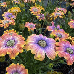Osteospermum 'Besties Dynamic Bicolor' ®