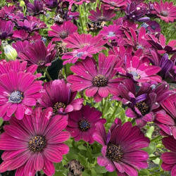 Osteospermum 'Besties Devotes Purple' ®