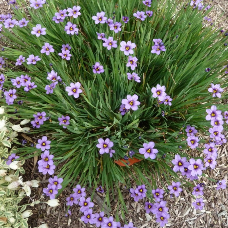 Sisyrinchium 'Lucerne'