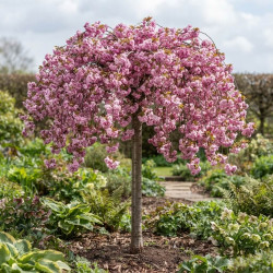 Prunus serrulata 'Kiku-Shidare-Zakura' - Cerisier à fleurs
