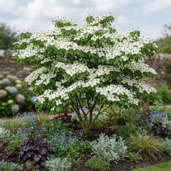 Cornus rutgersensis 'Aurora' - Cornouiller à fleurs