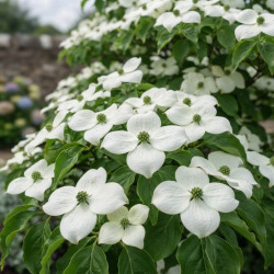 Cornus rutgersensis 'Aurora' - Cornouiller à fleurs