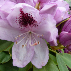 Rhododendron ‘Blue Jay’