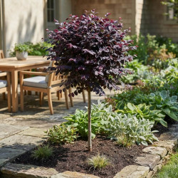 Loropetalum chinense 'Fede' - Loropétale de Chine