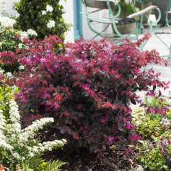 Loropetalum chinense ‘Fire Dance’ - Loropétale de Chine