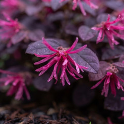 Loropetalum chinense 'Piper's Fire' - Loropétale de Chine