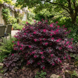 Loropetalum chinense Pipa's Red - Loropétale de Chine