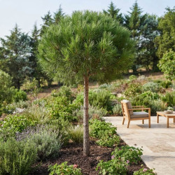 Pinus pinea - Pin parasol
