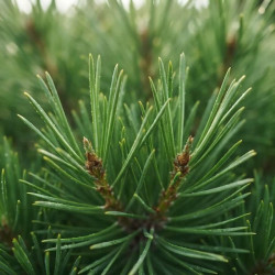 Pinus pinea - Pin parasol