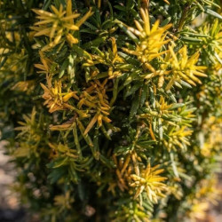 Taxus baccata 'Fastigiata Aurea' - If commun