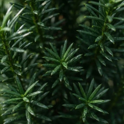 Taxus baccata -  If commun