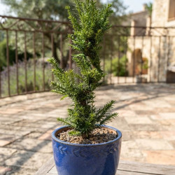 Taxus baccata -  If commun