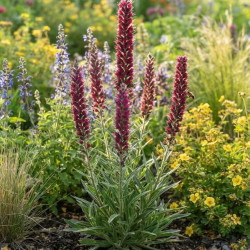 Echium russicum - Vipérine