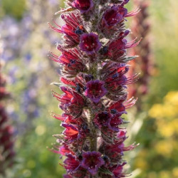 Echium russicum - Vipérine