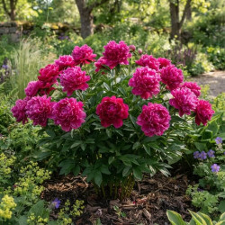 Paeonia x lactiflora 'Karl Rosenfield'