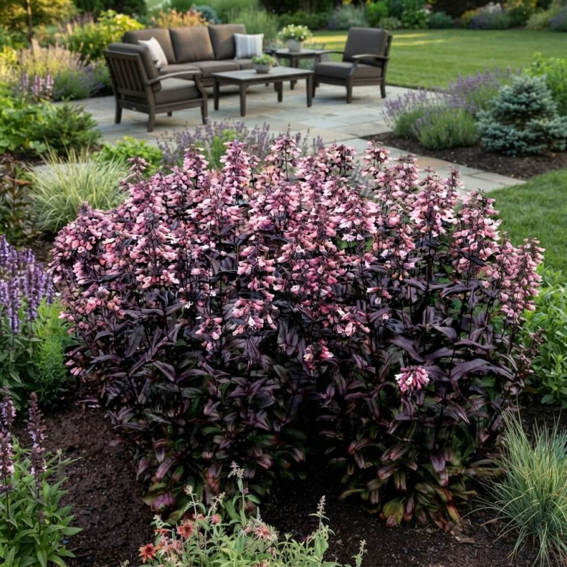 Penstemon 'Dakota Burgundy'