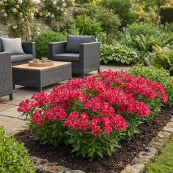 Alstroemeria 'Inticancha - Valetta' ® - Lys du Pérou