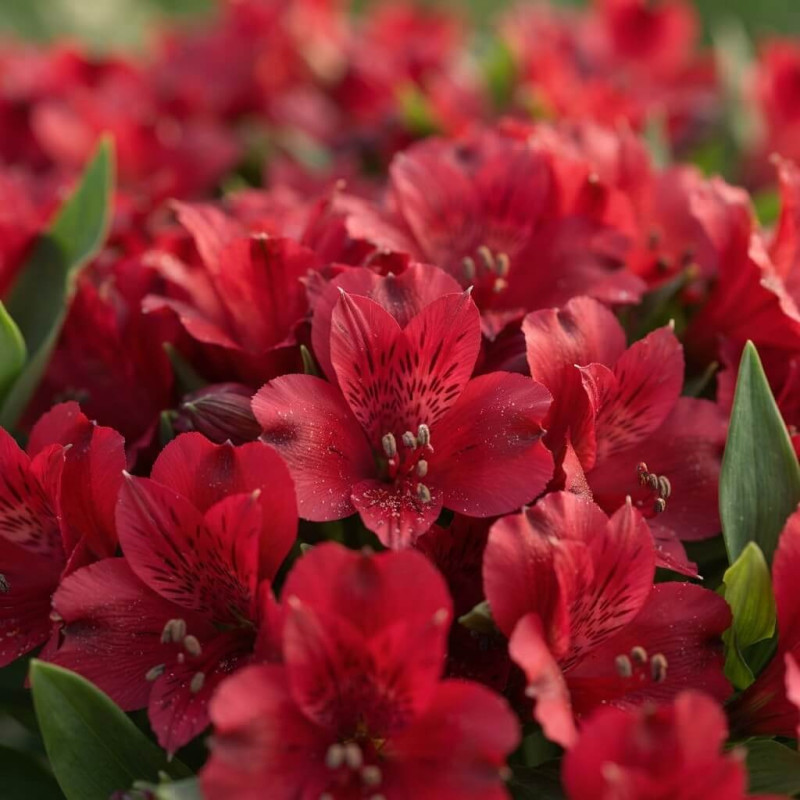 Alstroemeria 'Inticancha - Valetta' ® - Lys du Pérou