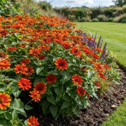 Heliopsis 'Sole d'Amore'