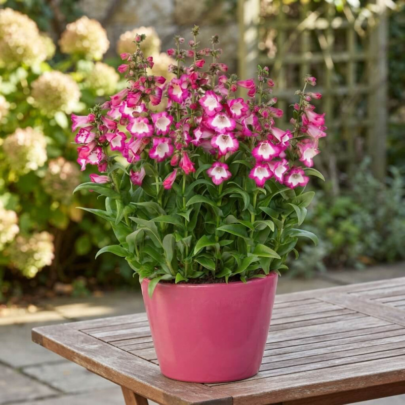 Penstemon 'Polaris Magenta'