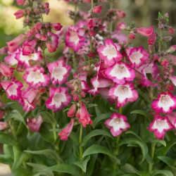Penstemon 'Polaris Magenta'
