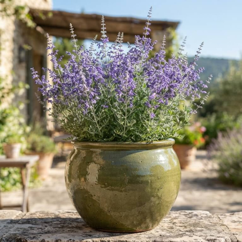 Perovskia atriplicifolia 'Bluesette' - Sauge de Russie