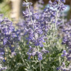 Perovskia atriplicifolia 'Bluesette' - Sauge de Russie