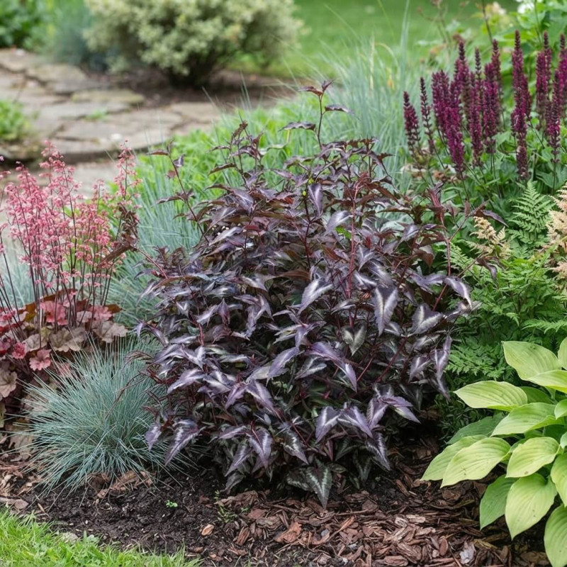 Persicaria microcephala 'Red Dragon'