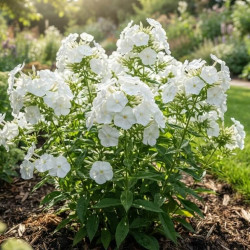 Phlox paniculata 'White Delight'