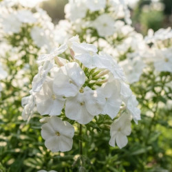 Phlox paniculata 'White Delight'