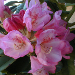 Rhododendron ‘Eucharitis’