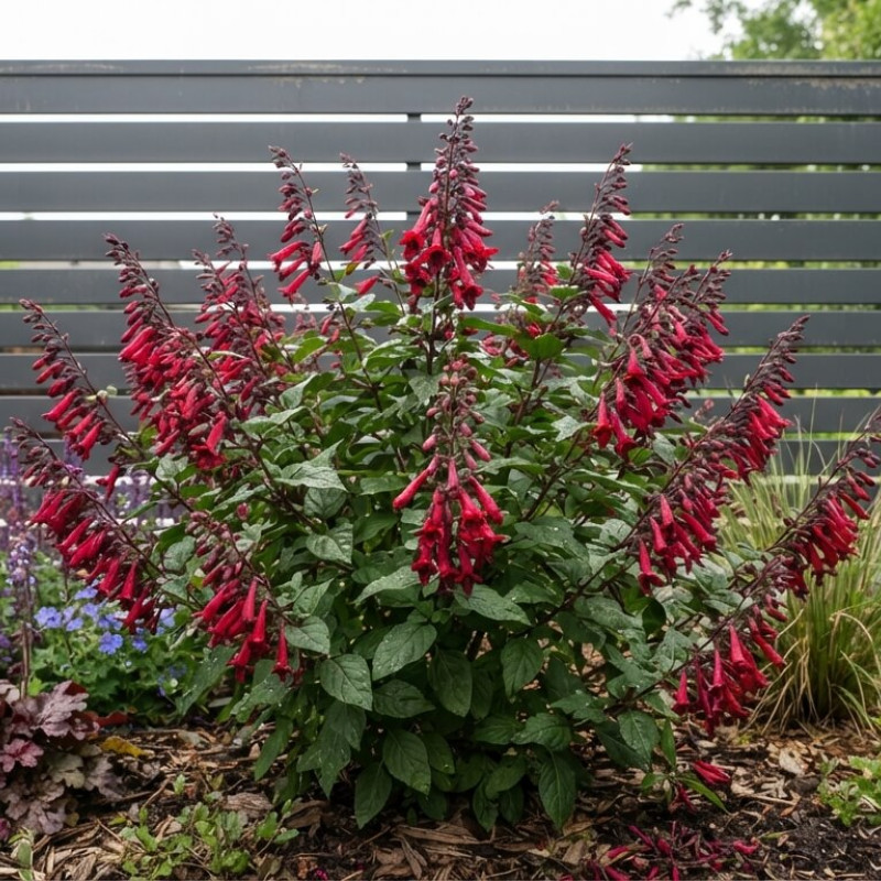Phygelius 'Colorburst Deep Red' ®